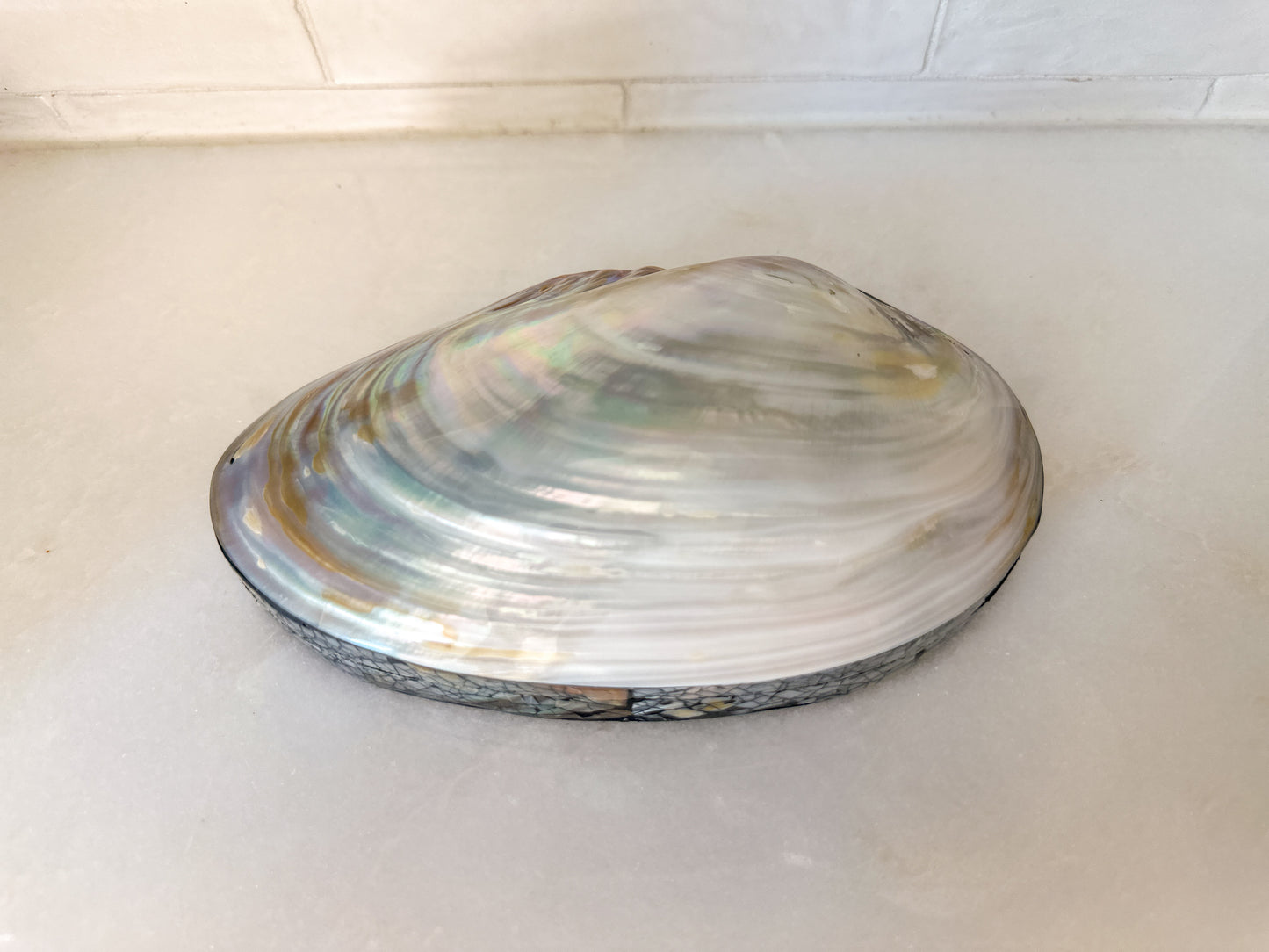 Shell Trinket Box with Clam Lid