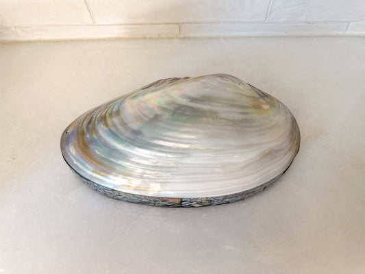 Shell Trinket Box with Clam Lid